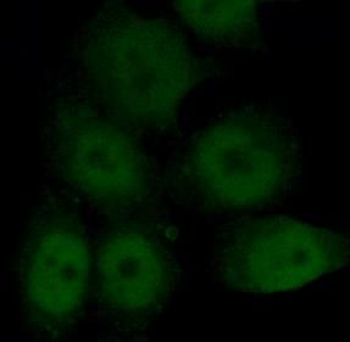 HIF1A Mouse Monoclonal Antibody