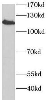 SELPLG Antibody