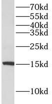 AIF1 Antibody