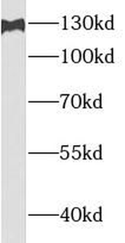 USP7 Antibody