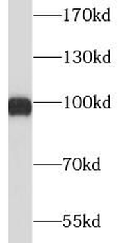 XPOT Antibody