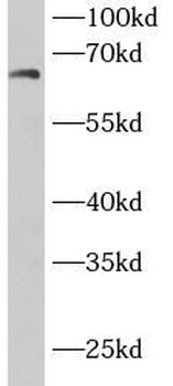 DBH Antibody