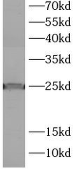 LMO1 Antibody