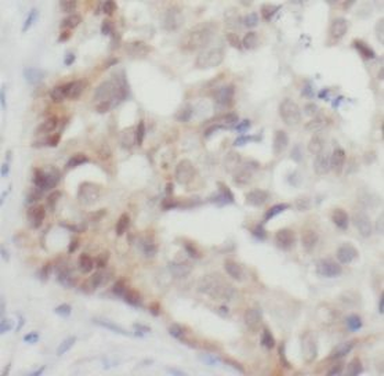 YY1 Rabbit Polyclonal Antibody
