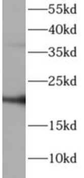 ATP5PD Rabbit Polyclonal Antibody