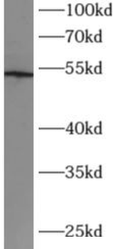 CX3CR1 Antibody