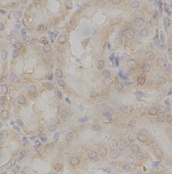 KLF4 Rabbit Polyclonal Antibody