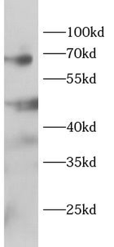 TRAF5 Antibody