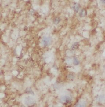 PLP1 Antibody