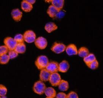 NLRP3 Rabbit Polyclonal Antibody