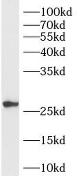 RAB33B Antibody