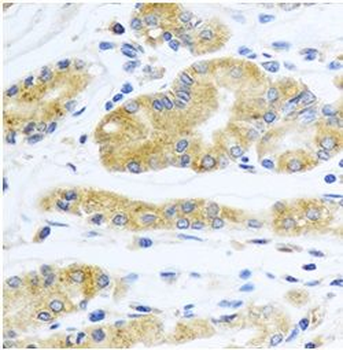 APOE Rabbit Polyclonal Antibody