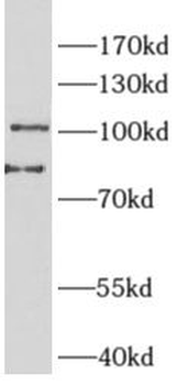 PTPN3 Antibody