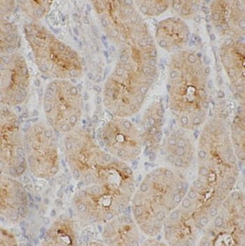 MED16 Antibody