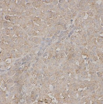 C8A Antibody