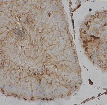 ORAI1 Antibody