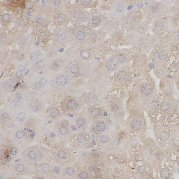 EFS Antibody