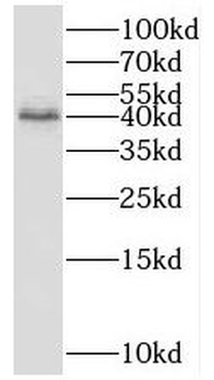 FUCA2 Antibody