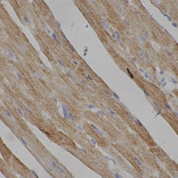 TRAM1 Rabbit Polyclonal Antibody