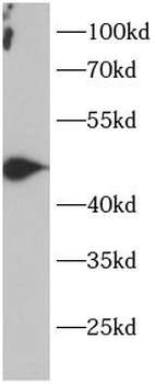 PTPN1 Antibody