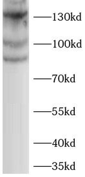 ERC1 Antibody