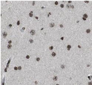 NeuN Antibody