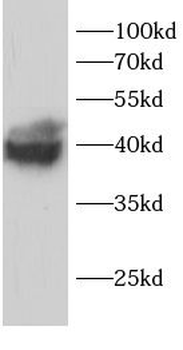 PPP1CC Antibody