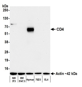 CD4 Antibody