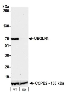 Rabbit anti-UBQLN4/CIP75/Ubiquilin 4 Recombinant Monoclonal Antibody