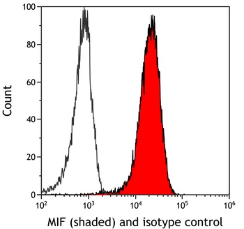 Rabbit anti-MIF Recombinant Monoclonal Antibody