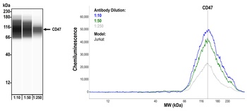 Rabbit anti-CD47 Recombinant Monoclonal Antibody