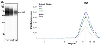 CD47 Antibody