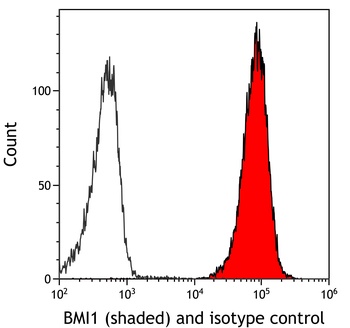 Rabbit anti-BMI1 Recombinant Monoclonal Antibody