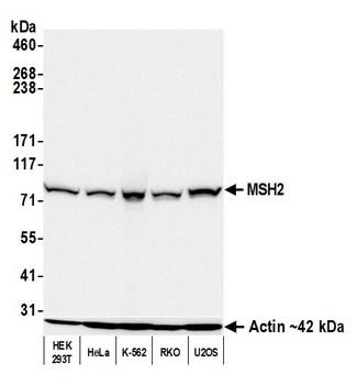 MSH2 Antibody