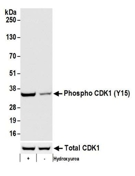 CDK1, Phospho (Y15) Antibody