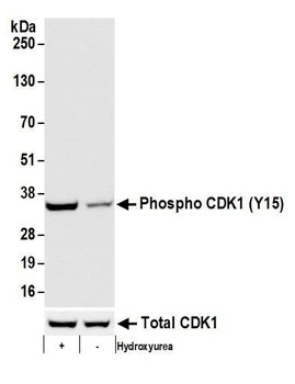 Rabbit anti-Phospho CDK1 (Y15) Recombinant Monoclonal Antibody