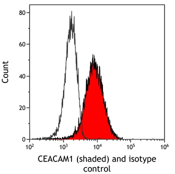 Rabbit anti-CEACAM1 Recombinant Monoclonal Antibody