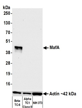 MafA Antibody