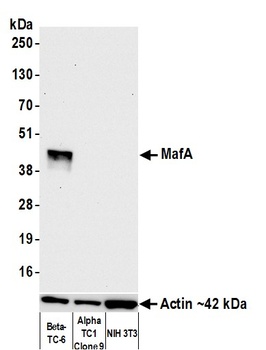 Rabbit anti-MafA Recombinant Monoclonal Antibody