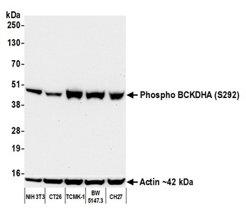 Rabbit anti-Phospho BCKDHA (S292) Recombinant Monoclonal Antibody