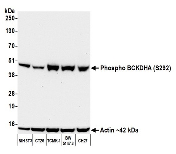 BCKDHA, Phospho (S292) Antibody