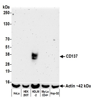 CD137 Antibody