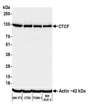 CTCF Antibody