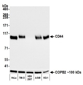 CD44 Antibody