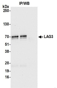 Rabbit anti-LAG3 Recombinant Monoclonal Antibody
