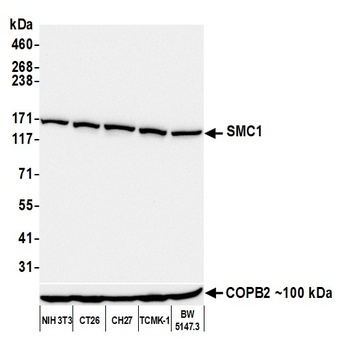 SMC1 Antibody