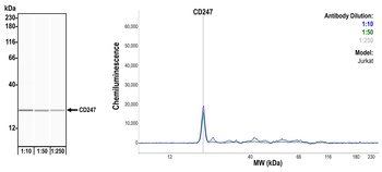 Rabbit anti-CD247/CD3Z Recombinant Monoclonal Antibody