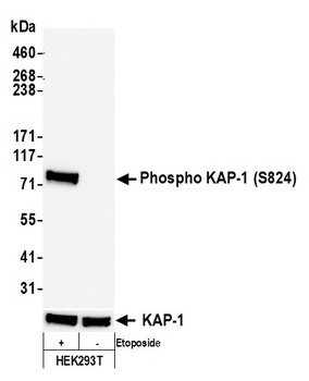 KAP-1, Phospho (S824) Antibody