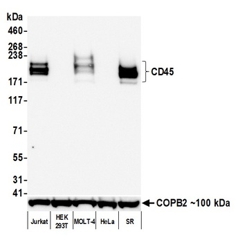 CD45 Antibody