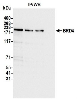 Rabbit anti-BRD4 Recombinant Monoclonal Antibody